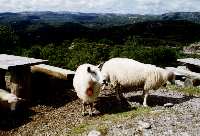 Sheeps on Urvassheia