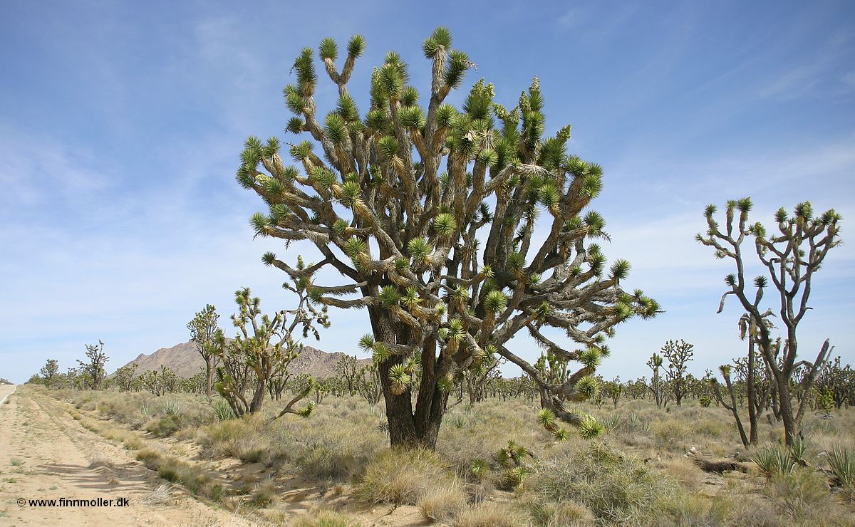 Mojave National Preserve - Joshua Tree