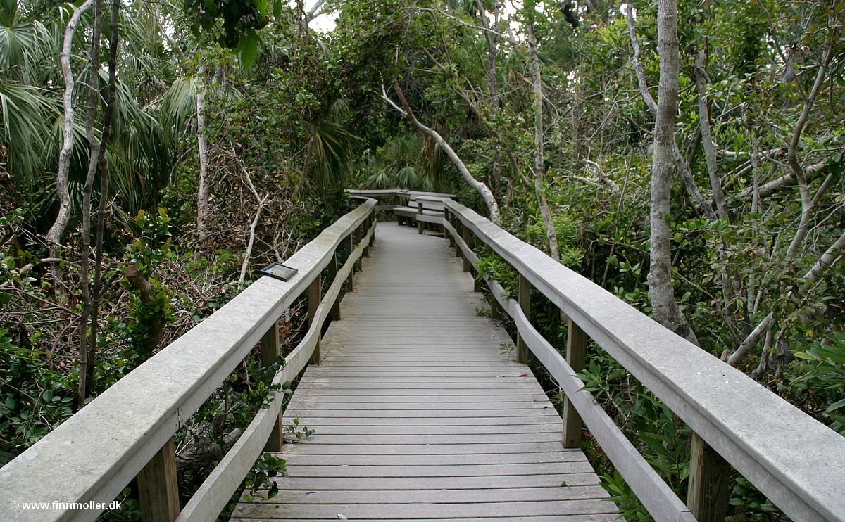 Everglades : Mahogany Hammond