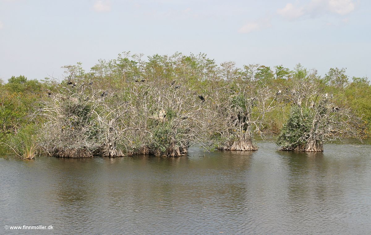 Everglades : Royal Palm