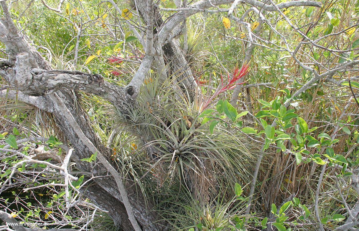 Everglades : Royal Palm