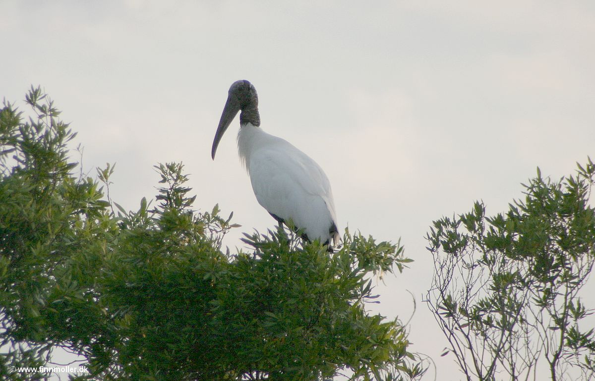 Everglades : Wood stork