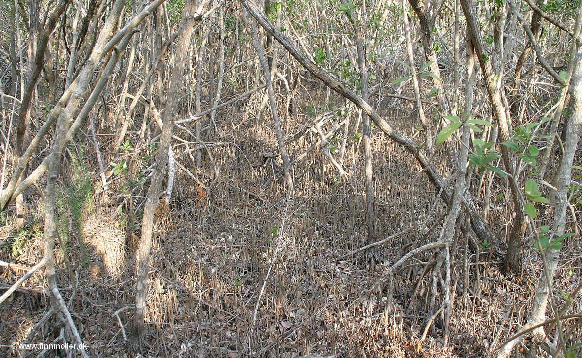 Black mangrove