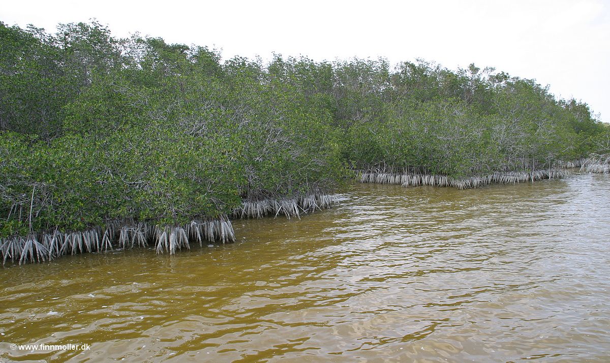 Rød mangrove