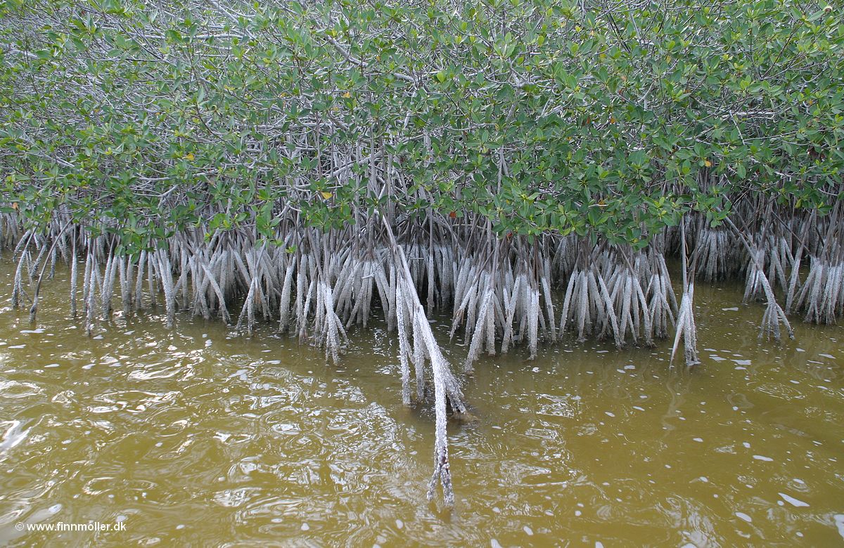 Rød mangrove
