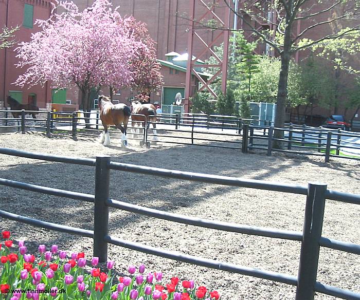 Anheuser-Busch - the brewery horses