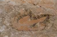 Dinosaur foot print