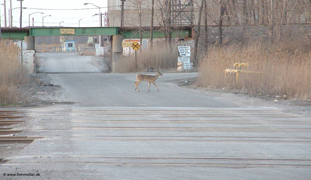 Deer at Pine Junction